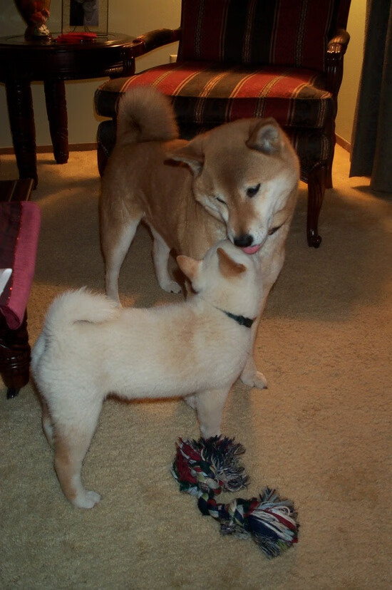 乐鱼体育网址-图卢兹边路连续传中制造破门机会，图卢兹攻略