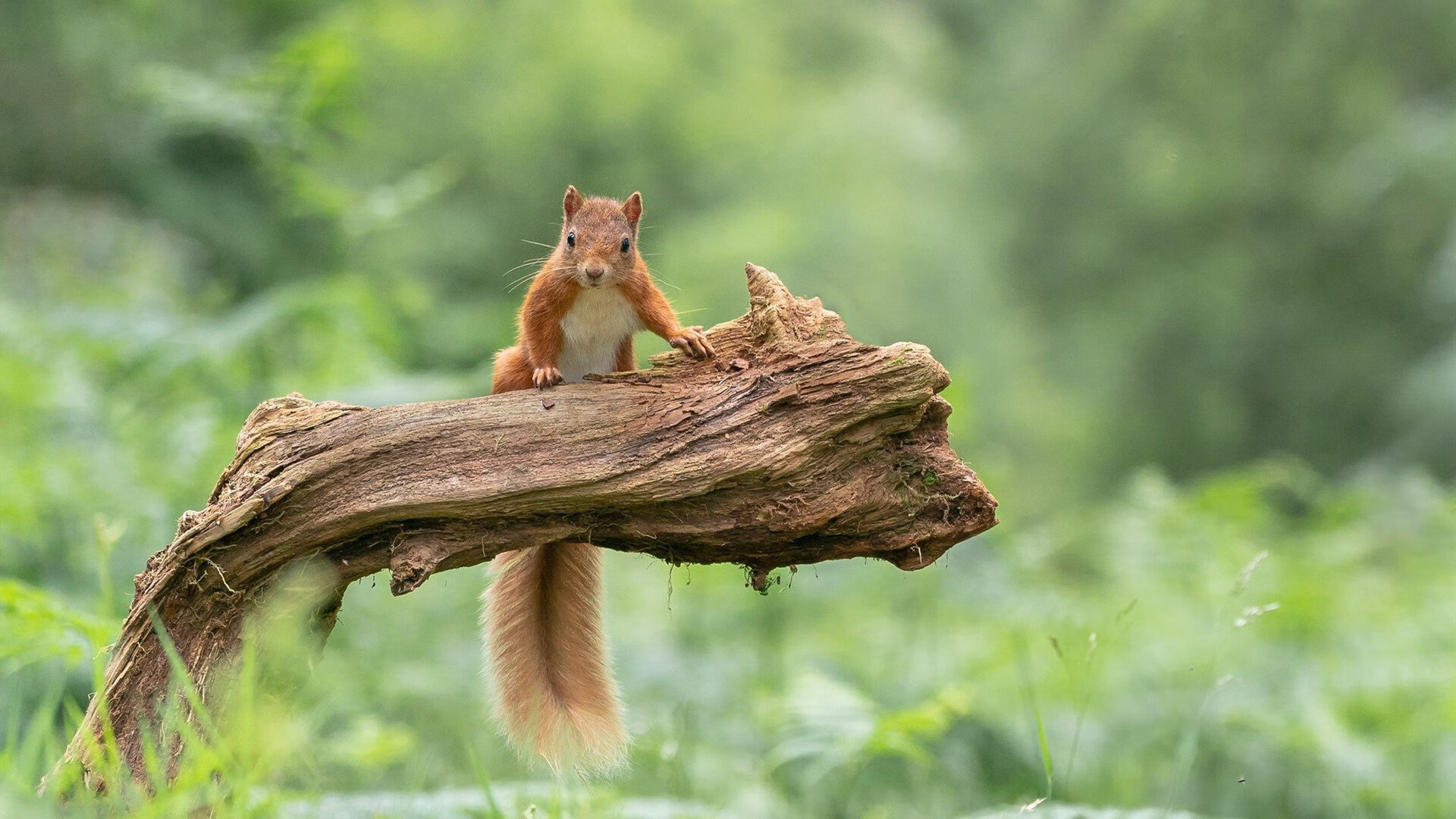 乐鱼体育网址-女子接力三国博弈 场面空前紧张，女子接力比赛