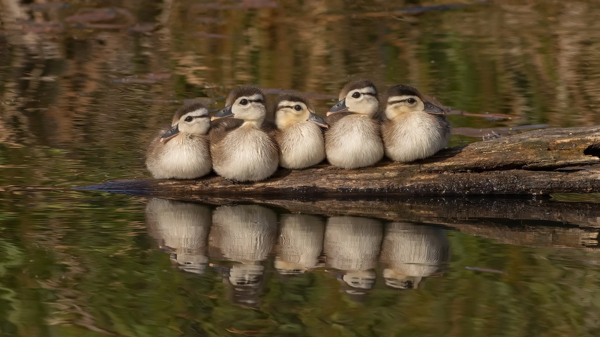乐鱼体育下载入口-澳大利亚队：国际乒联混合团体世界杯表现超出预期，澳大利亚乒乓球名将
