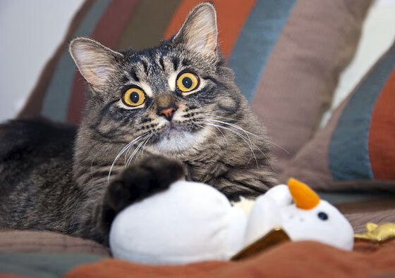 乐鱼官网介绍-直播画质升级满足高帧需求观众体验，直播画质由什么决定