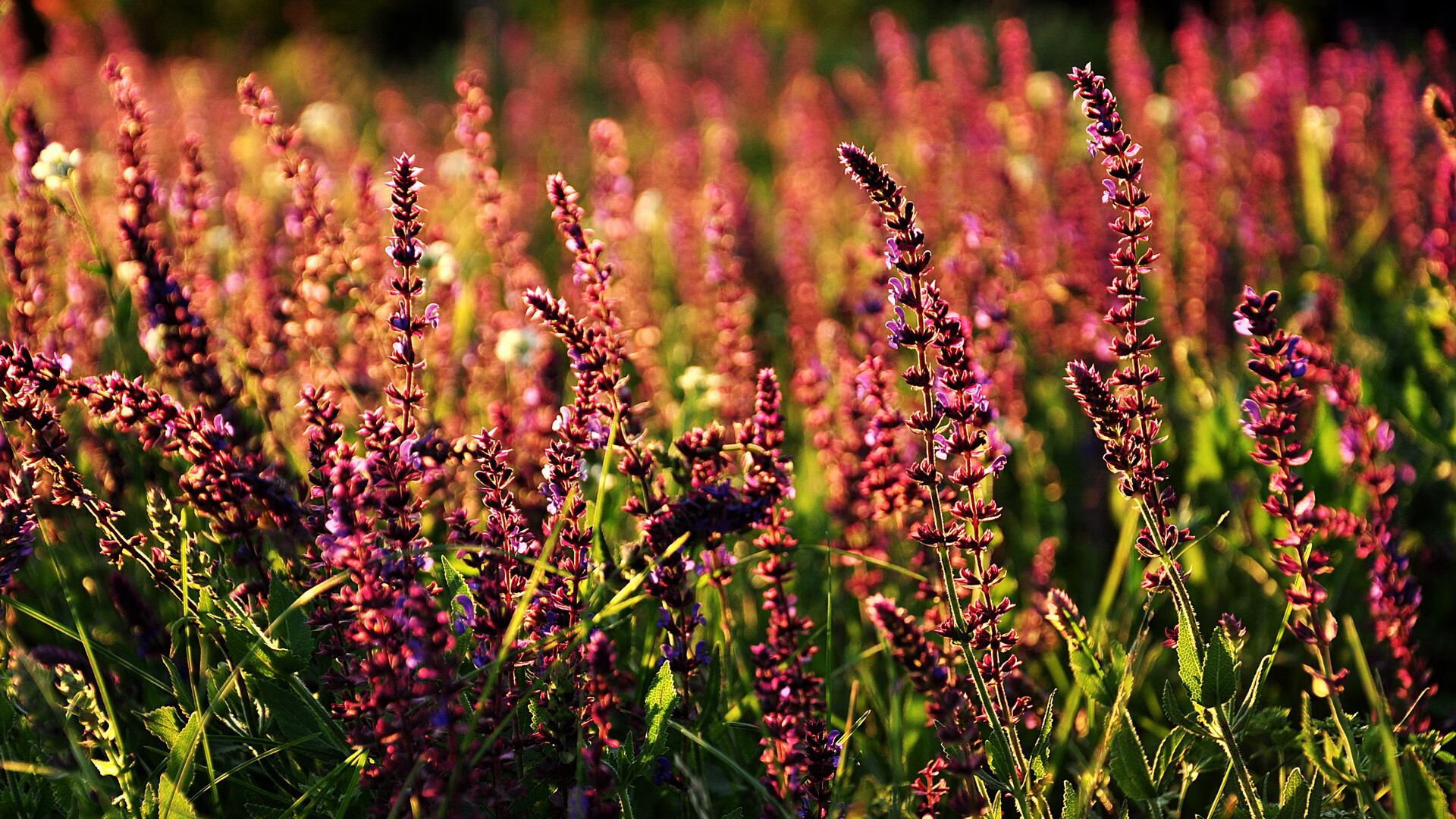乐鱼体育在线登录-职业球员伤病预防与康复体系不健全，职业损伤预防与对策