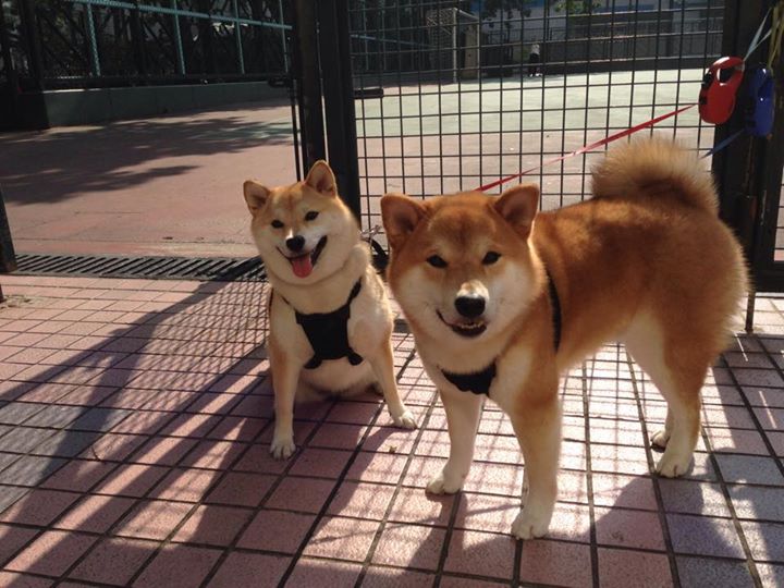 乐鱼体育网址入口-青少年搏击联赛引导安全对抗理念深入人心，青少年搏击比赛规则