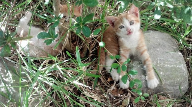 乐鱼官网优惠-青训计划纳入心理素质评估模块，青训计划纳入心理素质评估模块吗