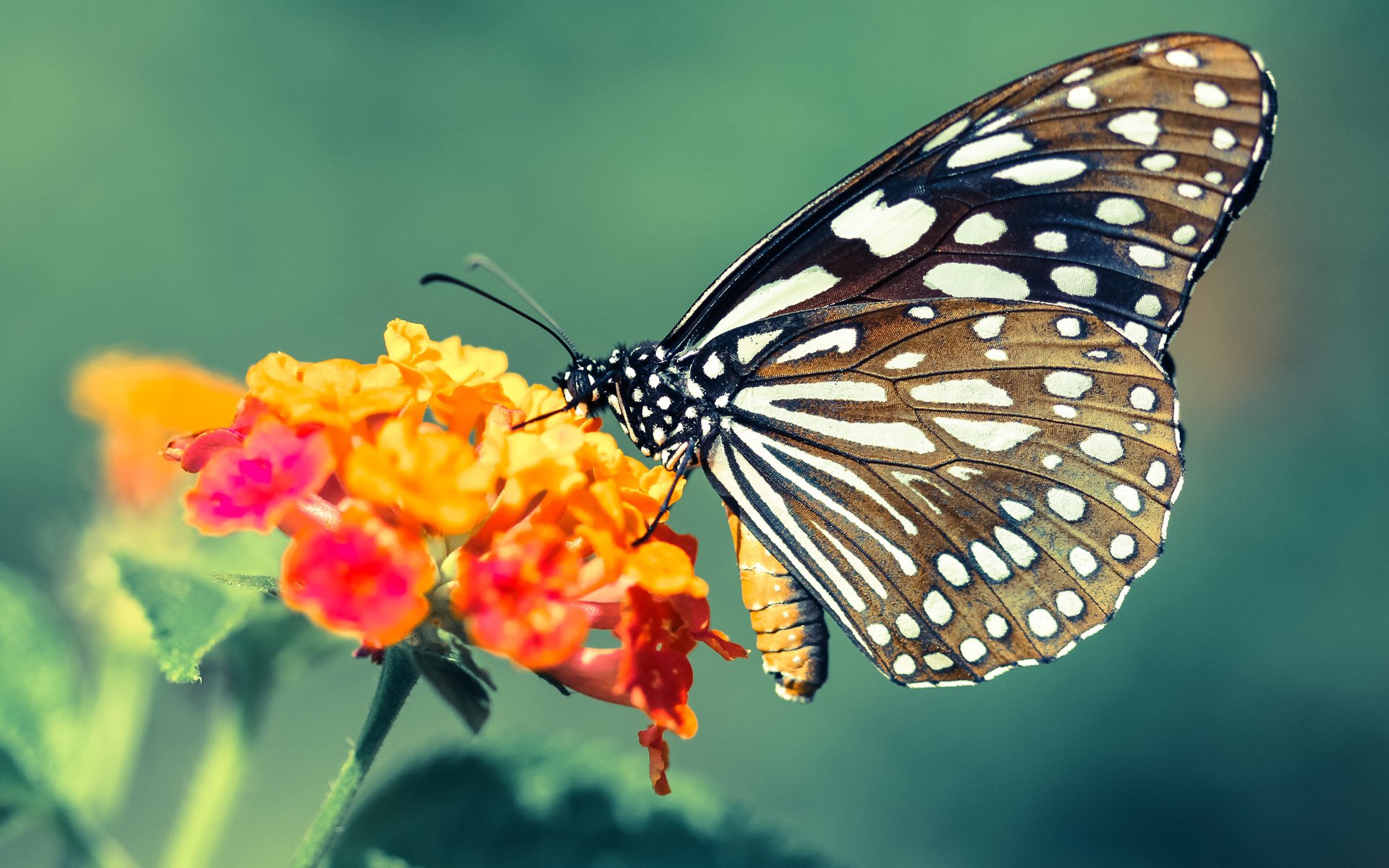 乐鱼体育app官网入口-中国女排迎战意大利准备充分全力以赴,中国女排迎战意大利队