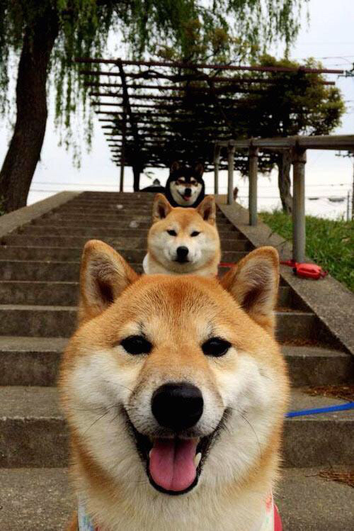 乐鱼app-加拿大男篮在奥运预选赛中晋级,迎来历史性突破